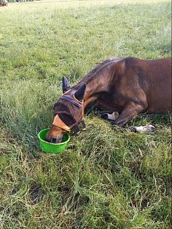 Manchmal wünscht sich auch ein Pferd ein Frühstück im Bett